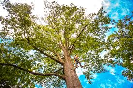 Best Seasonal Cleanup (Spring/Fall)  in Powder Springs, GA