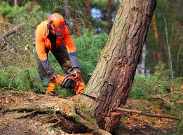 Best Root Management and Removal  in Powder Springs, GA