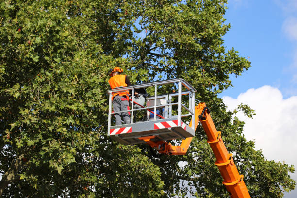 Best Emergency Tree Removal  in Powder Springs, GA