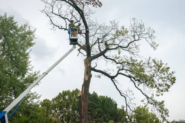 Trusted Powder Springs, GA Tree Services Experts