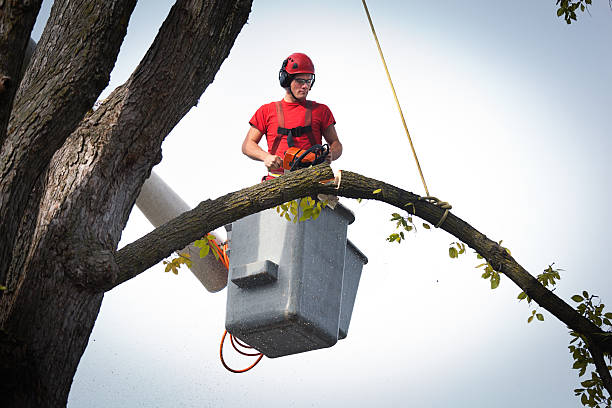 How Our Tree Care Process Works  in  Powder Springs, GA